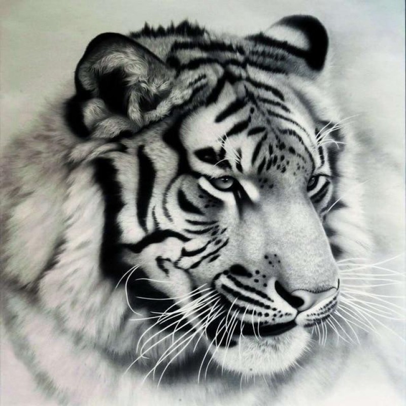 Noir Et Blanc Tigre ...