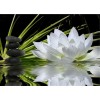 2019 Fleur Lotus Blanc - 5D Kit Broderie Diamants/Diamond Painting VM3026