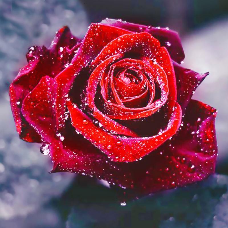 2019 Fleur Rose Roug...