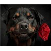 2019 Chien Rottweiler Et Une Rose - 5D Kit Broderie Diamants/Diamond Painting VM09854