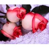 Nouvelle Arrivée Grosses Soldes Fleurs Roses - 5D Kit Broderie Diamants/Diamond Painting VM8141