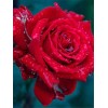 2019 Grosses Soldes Meilleur Décoratif Fleur Rose Rouge - 5D Kit Broderie Diamants/Diamond Painting VM4018