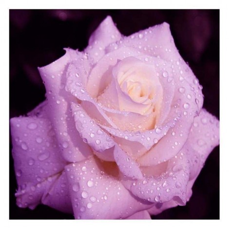 Série Rose Jolies Roses De Diverse Taille - 5D Kit Broderie Diamants/Diamond Painting AF9317