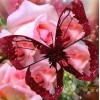 Nouvelle Arrivée Grosses Soldes Fleurs Papillons - 5D Kit Broderie Diamants/Diamond Painting VM77520