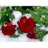 Tableau De Roses Dans La Neige - 5D Kit Broderie Diamants/Diamond Painting AF9368