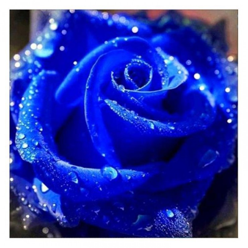 Tableau De Rose Bleu...
