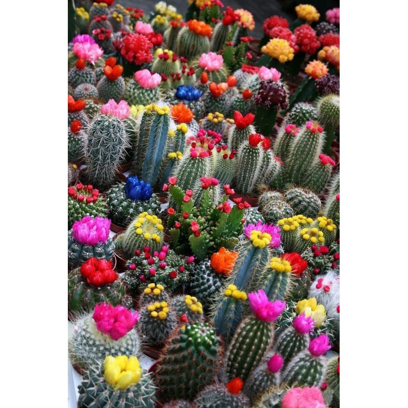 Plantes Et Cactus Br...