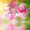 Série Rose Fleurs Et Papillons D'Art Moderne De Rêve 2019 - 5D Kit Broderie Diamants/Diamond Painting VM7900